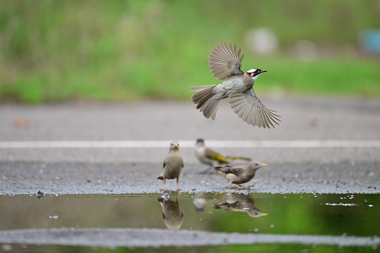 Z9+663梅雨季拍燕子，介紹落日灣、右岸濕地、鵬村濕地和鳥仔咖。加映Z6III拍燕子及崁頂生態公園。