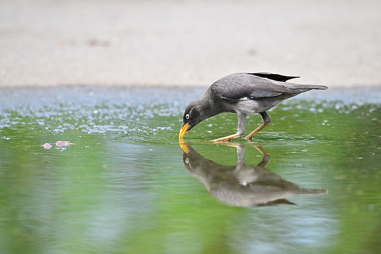 Z9+663梅雨季拍燕子，介紹落日灣、右岸濕地、鵬村濕地和鳥仔咖。加映Z6III拍燕子及崁頂生態公園。