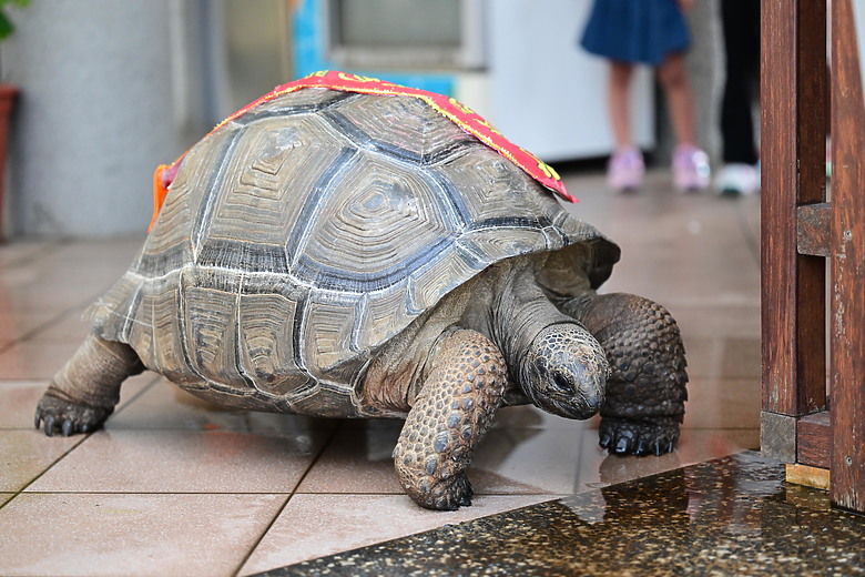 Z9+663梅雨季拍燕子，介紹落日灣、右岸濕地、鵬村濕地和鳥仔咖。加映Z6III拍燕子及崁頂生態公園。