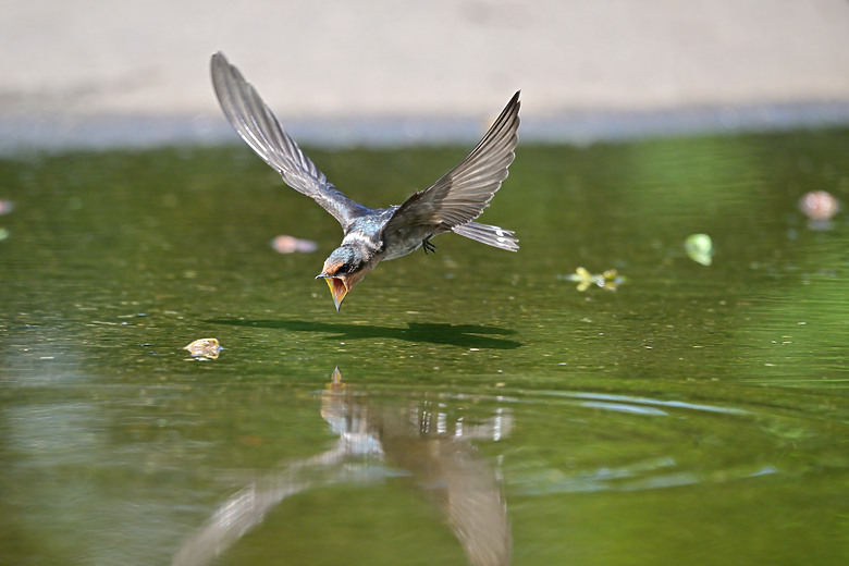 Z9+663梅雨季拍燕子，介紹落日灣、右岸濕地、鵬村濕地和鳥仔咖。加映Z6III拍燕子及崁頂生態公園。