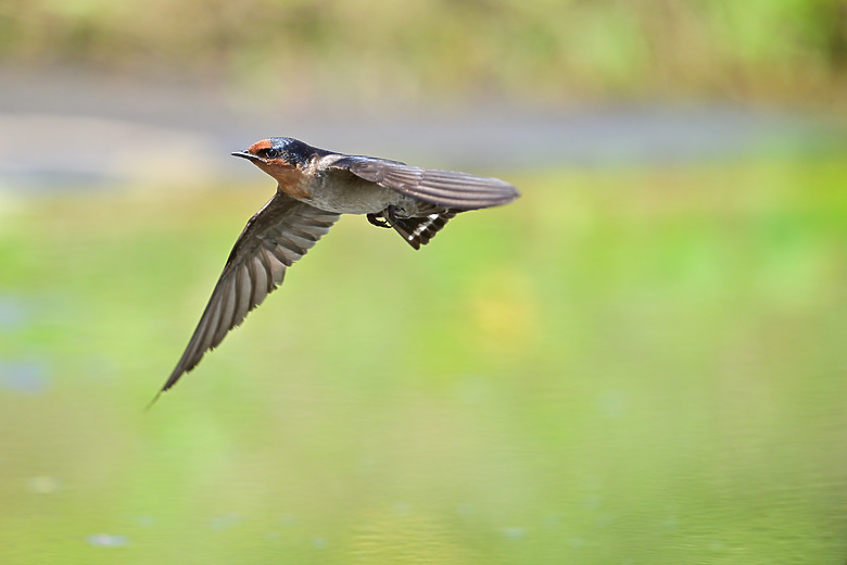 Z9+663梅雨季拍燕子，介紹落日灣、右岸濕地、鵬村濕地和鳥仔咖。加映Z6III拍燕子及崁頂生態公園。