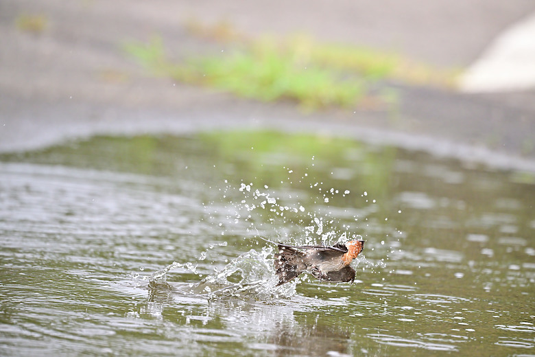 Z9+663梅雨季拍燕子，介紹落日灣、右岸濕地、鵬村濕地和鳥仔咖。加映Z6III拍燕子及崁頂生態公園。