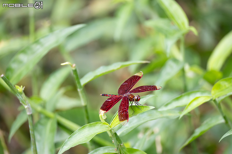 點我看大圖 R8生態攝影分享~RF200-800mm開箱首拍
