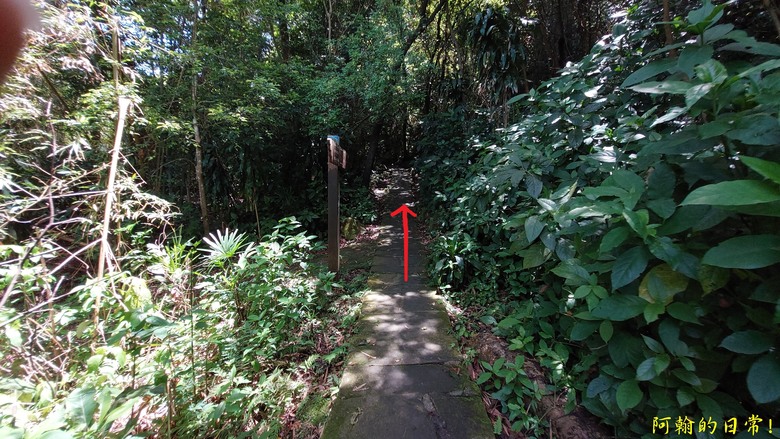 [2024 台北大縱走第五段] 捷運劍潭站 → 碧山巖｜遇到不知死活的眼鏡蛇｜台北市區、山巒美景 盡收眼底