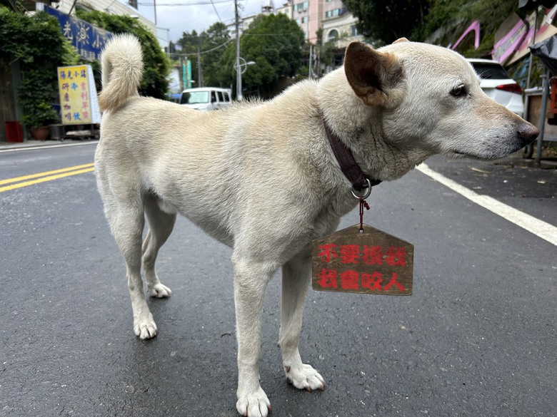 晨 騎 梨 山 ( 上 集 ) 發 現 梨 山