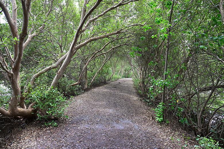 Z9+663梅雨季拍燕子，介紹落日灣、右岸濕地、鵬村濕地和鳥仔咖。加映Z6III拍燕子及崁頂生態公園。