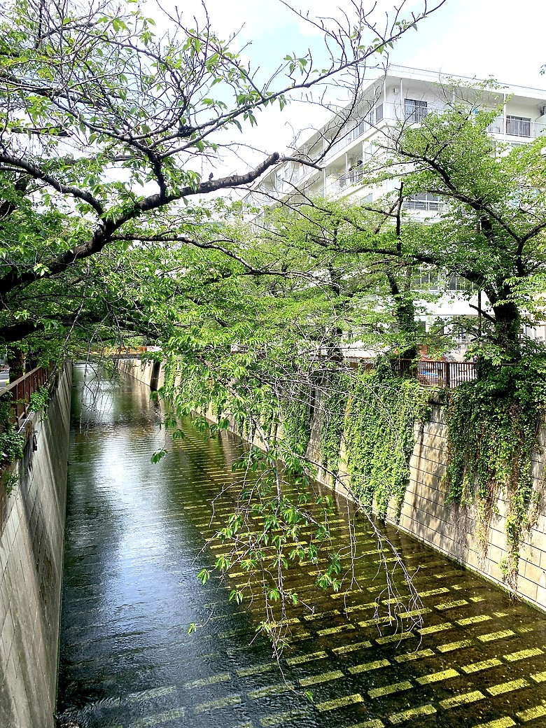 點我看大圖 <日本>2023東京放飛自我~中目黑星巴克旗艦店的春櫻與夏葉