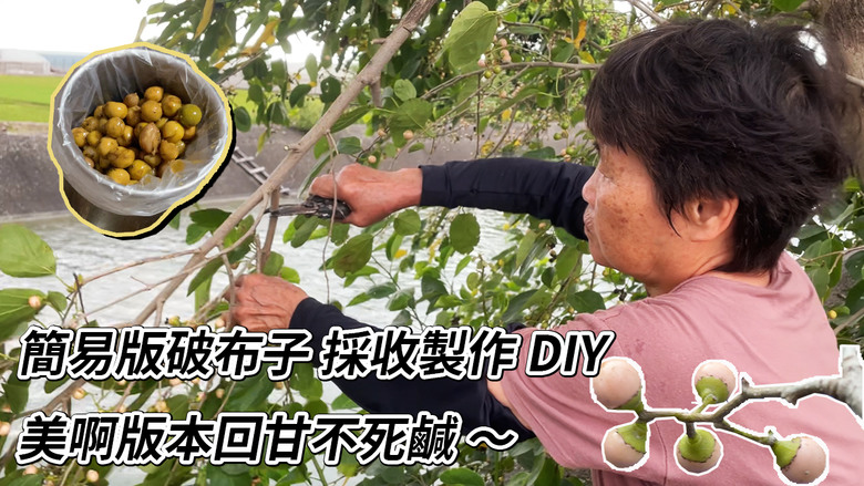 簡單版破布子(樹子)DIY，兩種材料就很回甘！｜開啟CC字幕｜#艾瑪的生活日記