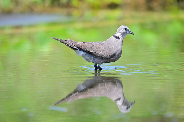 Z9+663梅雨季拍燕子，介紹落日灣、右岸濕地、鵬村濕地和鳥仔咖。加映Z6III拍燕子及崁頂生態公園。
