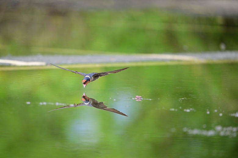 Z9+663梅雨季拍燕子，介紹落日灣、右岸濕地、鵬村濕地和鳥仔咖。加映Z6III拍燕子及崁頂生態公園。