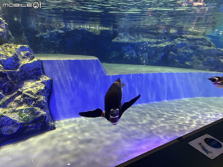 東京之旅｜東京晴空塔下的神祕的海洋奇妙冒險：墨田水族館一遊