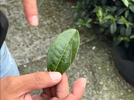 #國內遊記 分享情侶國旅高CP值玩法 || 在阿里山附近的車泊點，目睹此生見過最大的彩虹！