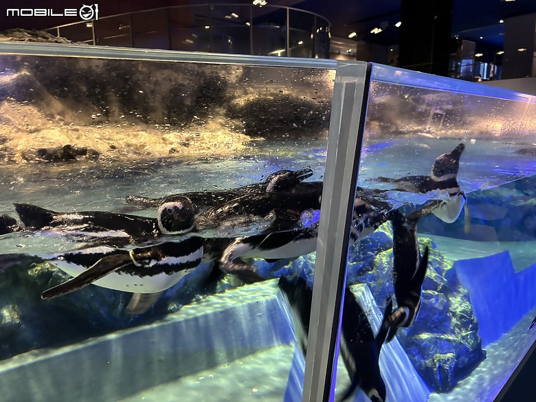 東京之旅｜東京晴空塔下的神祕的海洋奇妙冒險：墨田水族館一遊