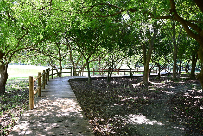 Z9+663梅雨季拍燕子，介紹落日灣、右岸濕地、鵬村濕地和鳥仔咖。加映Z6III拍燕子及崁頂生態公園。