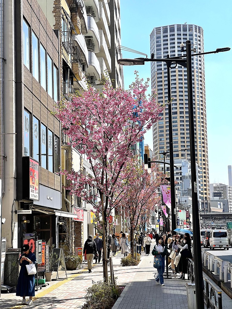 點我看大圖 <日本>2023東京放飛自我~中目黑星巴克旗艦店的春櫻與夏葉