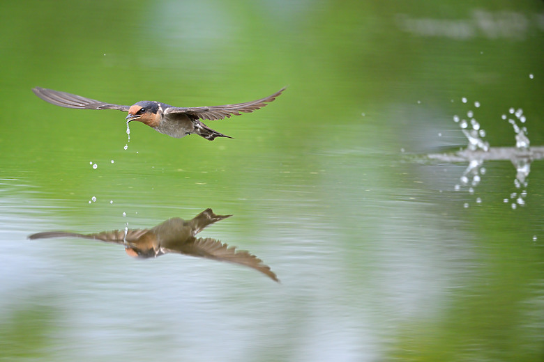 Z9+663梅雨季拍燕子，介紹落日灣、右岸濕地、鵬村濕地和鳥仔咖。加映Z6III拍燕子及崁頂生態公園。