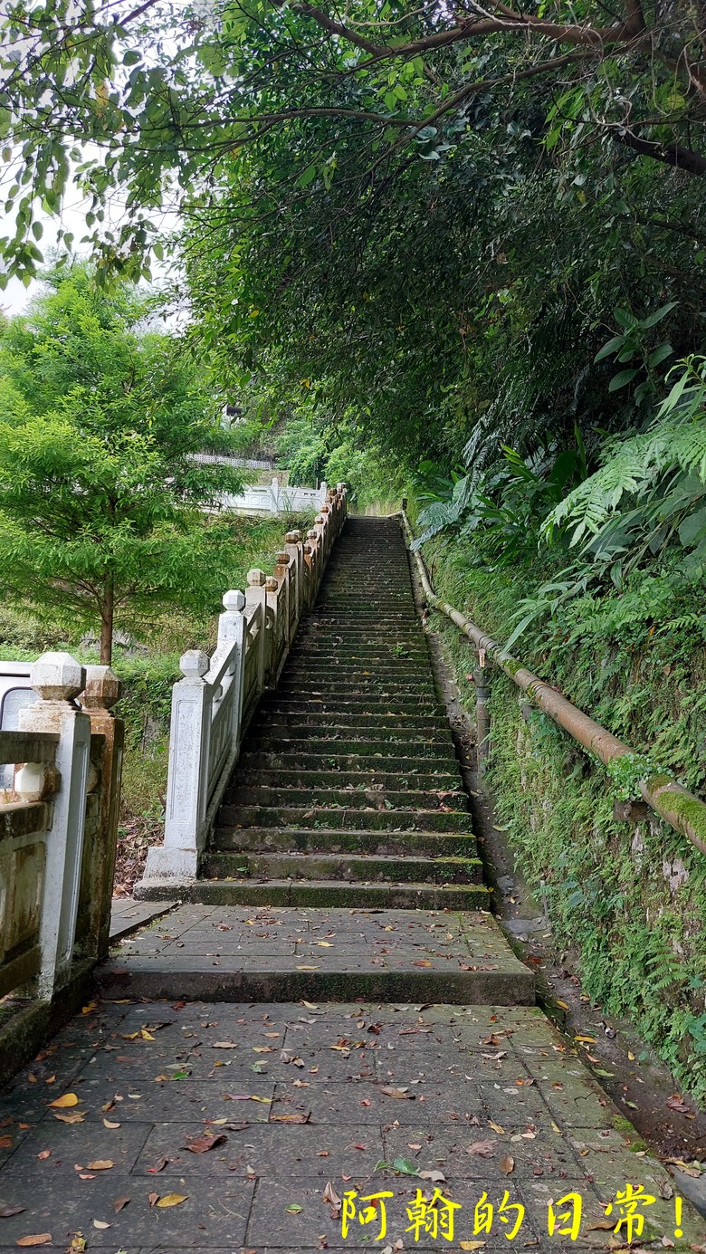 [2024 台北大縱走第七段] 竹柏參道 → 飛龍步道政大後山｜貓空來支霜淇淋｜充滿田園風光的樟樹步道