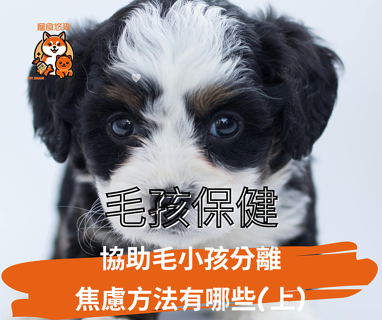 點我看大圖 毛孩保健 協助毛小孩分離焦慮方法有哪些?