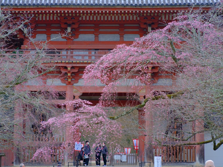 日本自駕賞櫻行