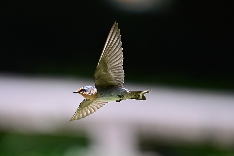 Z9+663梅雨季拍燕子，介紹落日灣、右岸濕地、鵬村濕地和鳥仔咖。加映Z6III拍燕子及崁頂生態公園。