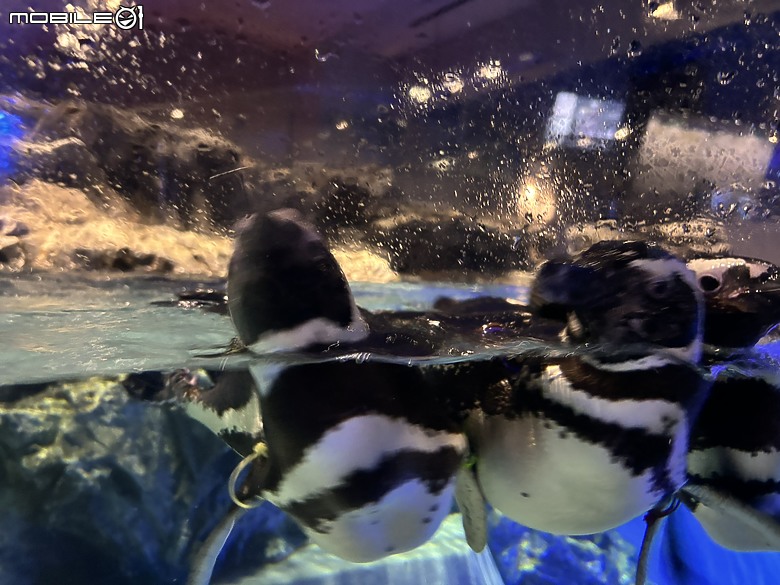 東京之旅｜東京晴空塔下的神祕的海洋奇妙冒險：墨田水族館一遊