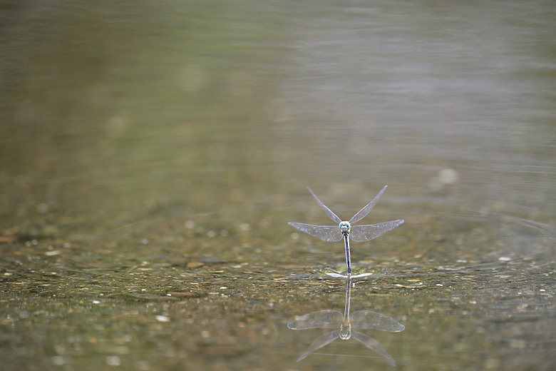 Z9+663梅雨季拍燕子，介紹落日灣、右岸濕地、鵬村濕地和鳥仔咖。加映Z6III拍燕子及崁頂生態公園。