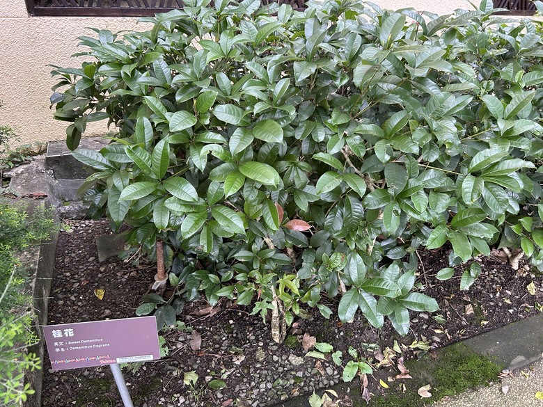 梨山賓館希利克步道森林健行