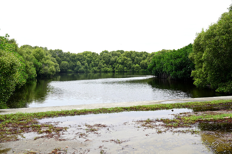 Z9+663梅雨季拍燕子，介紹落日灣、右岸濕地、鵬村濕地和鳥仔咖。加映Z6III拍燕子及崁頂生態公園。