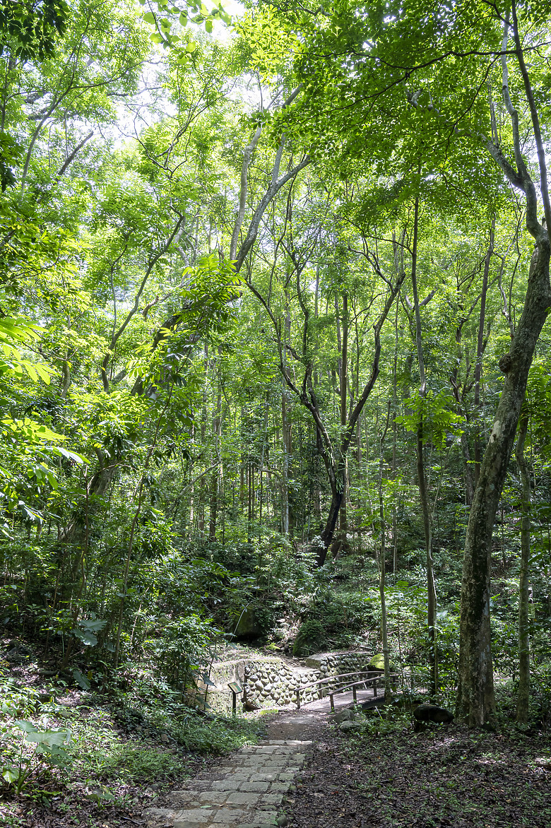 點我看大圖 美濃雙溪熱帶樹木園及黃蝶翠谷半日遊
