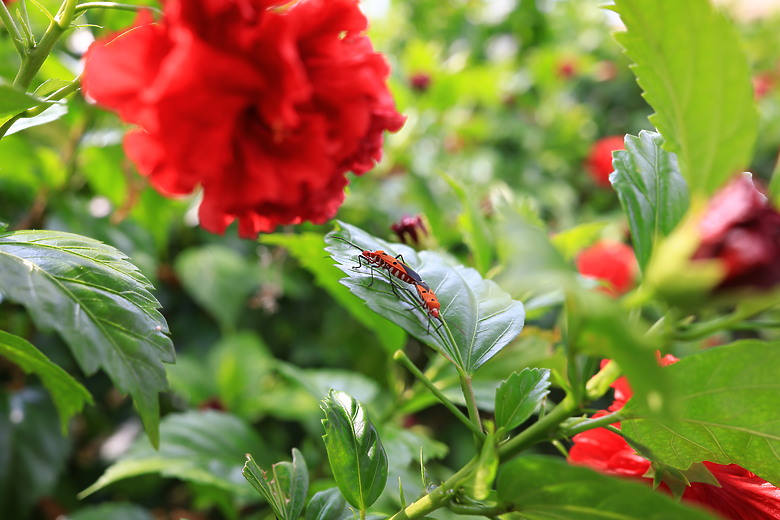 Canon RF 35mm f/1.4L VCM 評測報告｜攝錄一體、更輕更小更強大！