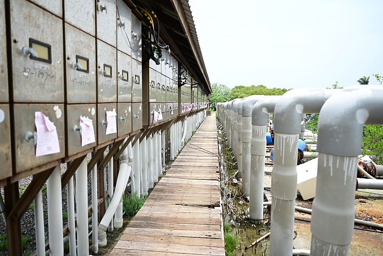 Z9+663梅雨季拍燕子，介紹落日灣、右岸濕地、鵬村濕地和鳥仔咖。加映Z6III拍燕子及崁頂生態公園。