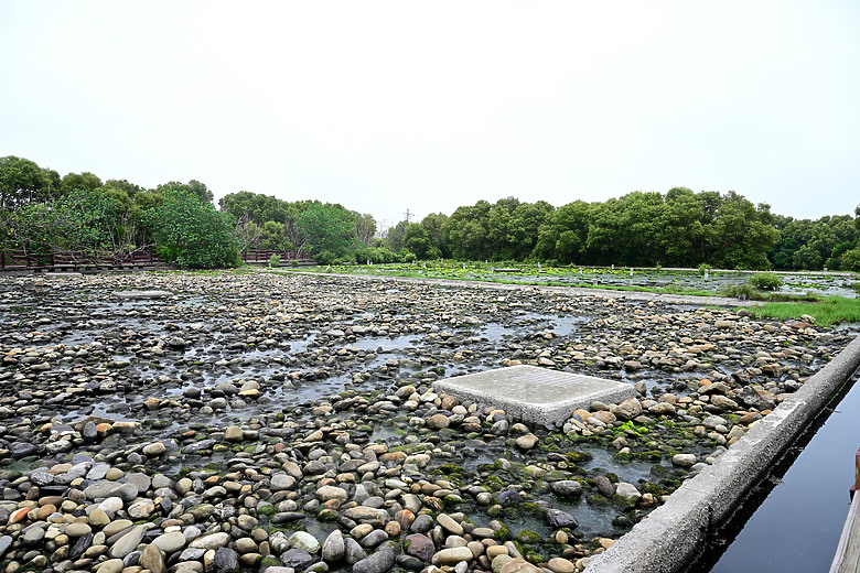 Z9+663梅雨季拍燕子，介紹落日灣、右岸濕地、鵬村濕地和鳥仔咖。加映Z6III拍燕子及崁頂生態公園。