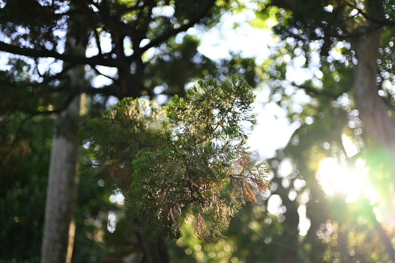 尼康 Z35mm f/1.4 VS Z35mm f/1.8s 鏡頭比較