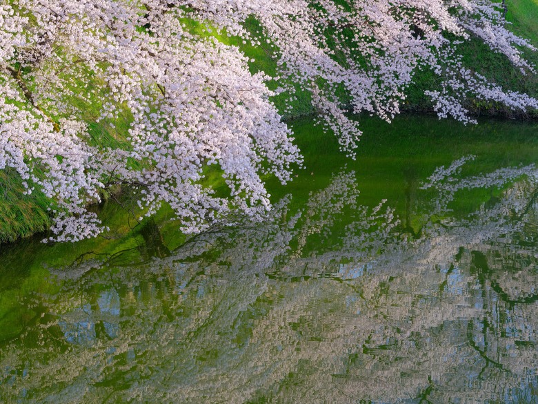 日本自駕賞櫻行