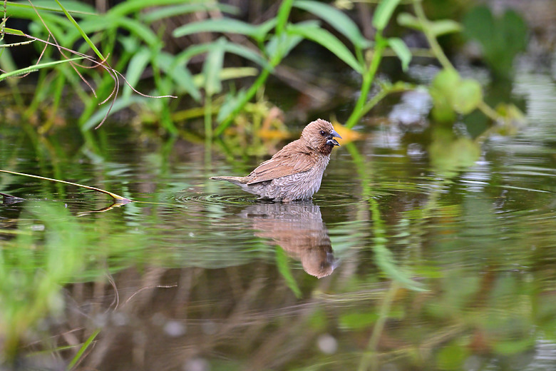 Z9+663梅雨季拍燕子，介紹落日灣、右岸濕地、鵬村濕地和鳥仔咖。加映Z6III拍燕子及崁頂生態公園。