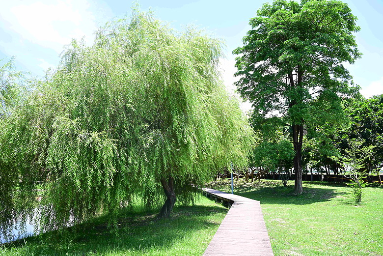 Z9+663梅雨季拍燕子，介紹落日灣、右岸濕地、鵬村濕地和鳥仔咖。加映Z6III拍燕子及崁頂生態公園。