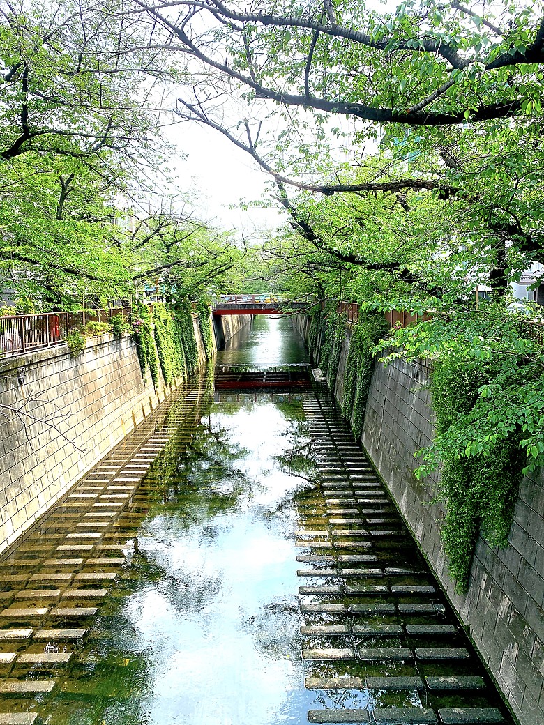 點我看大圖 <日本>2023東京放飛自我~中目黑星巴克旗艦店的春櫻與夏葉