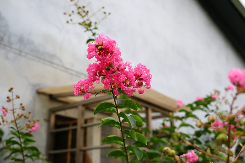 點我看大圖 Sigma 18-50mm f/2.8 DC DN 評測報告 ft. EOS R7 |前進 RF-Mount 的試金石、APS-C 玩家首選!