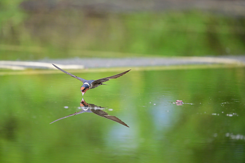 Z9+663梅雨季拍燕子，介紹落日灣、右岸濕地、鵬村濕地和鳥仔咖。加映Z6III拍燕子及崁頂生態公園。
