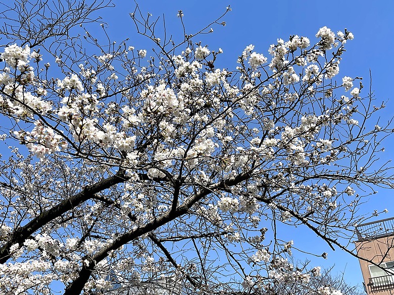 點我看大圖 <日本>2023東京放飛自我~中目黑星巴克旗艦店的春櫻與夏葉