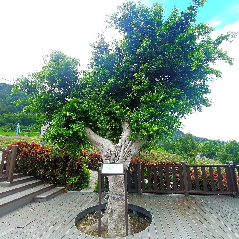 豐原公老坪蜈蚣崎登山步道，舒適遼闊低難度的登山步道
