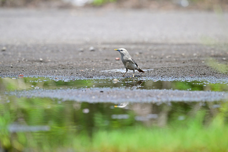 Z9+663梅雨季拍燕子，介紹落日灣、右岸濕地、鵬村濕地和鳥仔咖。加映Z6III拍燕子及崁頂生態公園。