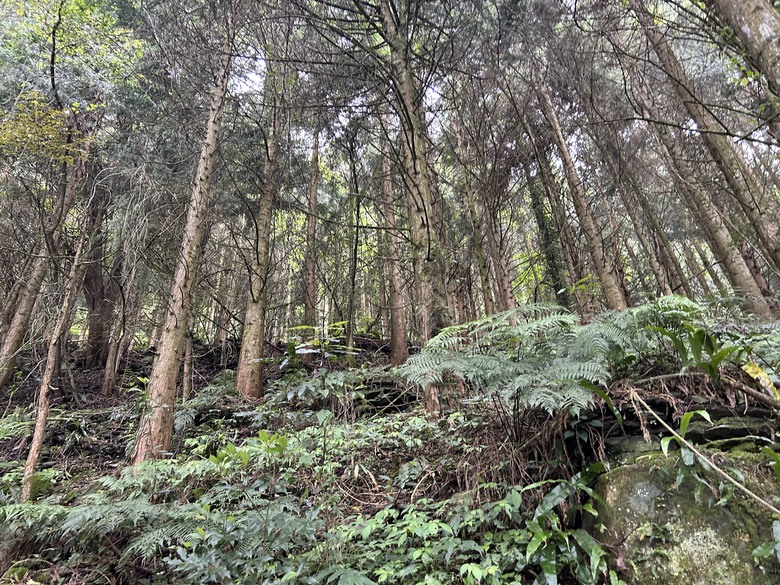 梨山賓館希利克步道森林健行