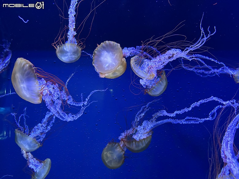 東京之旅｜東京晴空塔下的神祕的海洋奇妙冒險：墨田水族館一遊