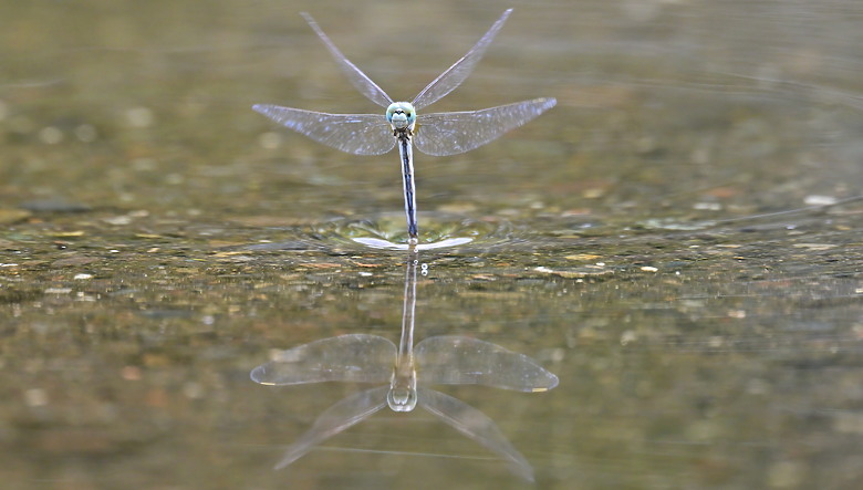 Z9+663梅雨季拍燕子，介紹落日灣、右岸濕地、鵬村濕地和鳥仔咖。加映Z6III拍燕子及崁頂生態公園。