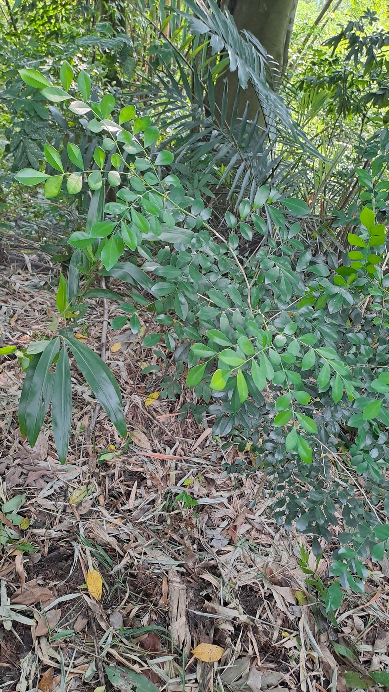 請問大家這是七里香嗎
