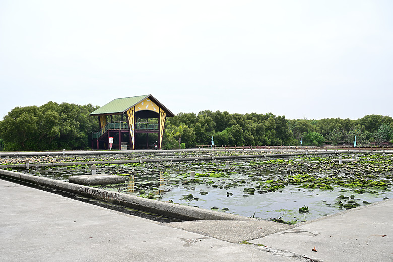 Z9+663梅雨季拍燕子，介紹落日灣、右岸濕地、鵬村濕地和鳥仔咖。加映Z6III拍燕子及崁頂生態公園。