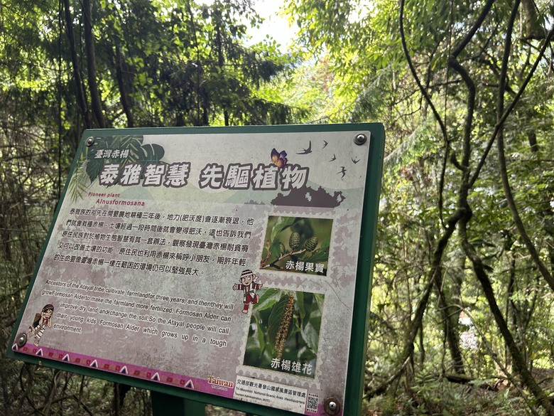梨山賓館希利克步道森林健行