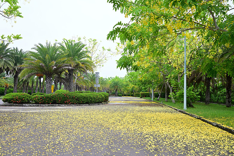 Z9+663梅雨季拍燕子，介紹落日灣、右岸濕地、鵬村濕地和鳥仔咖。加映Z6III拍燕子及崁頂生態公園。