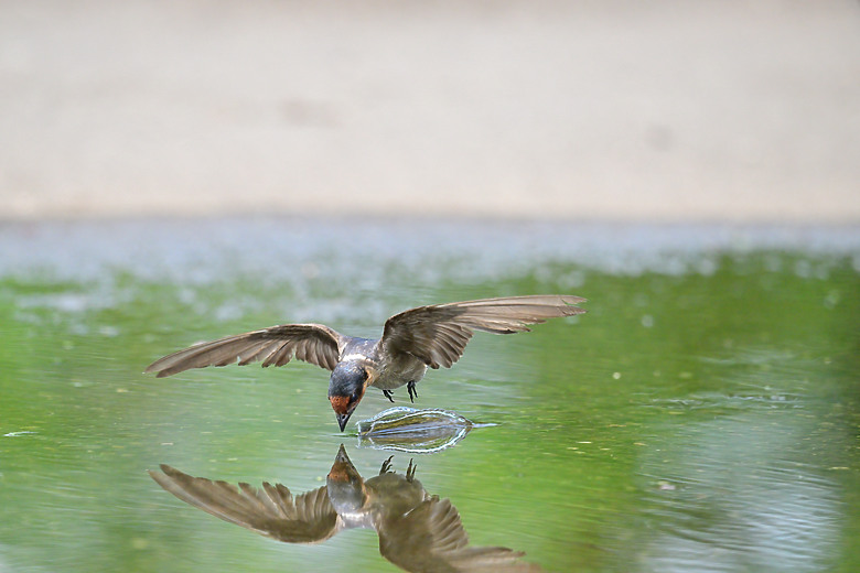 Z9+663梅雨季拍燕子，介紹落日灣、右岸濕地、鵬村濕地和鳥仔咖。加映Z6III拍燕子及崁頂生態公園。